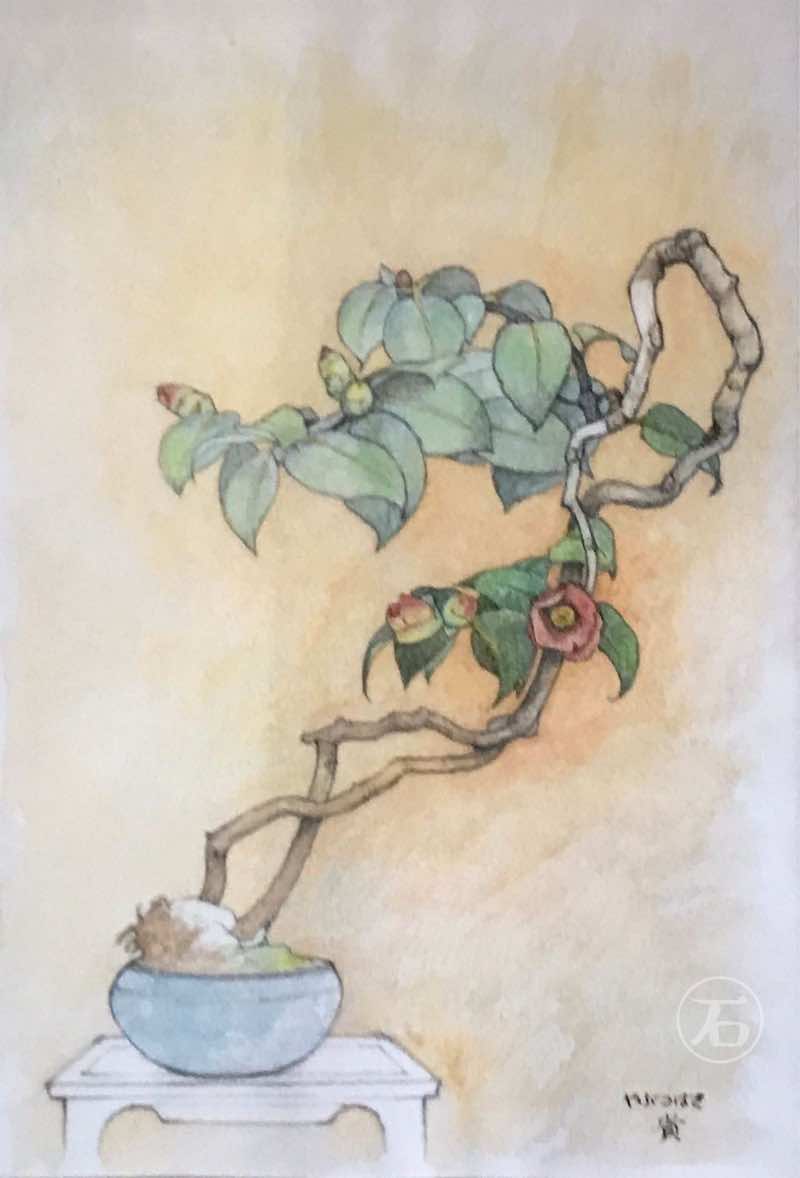 やぶつばき（盆栽）